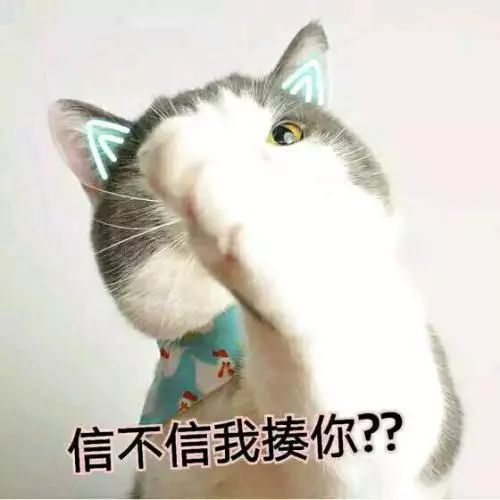 别人家的猫?我一点都不羡慕!