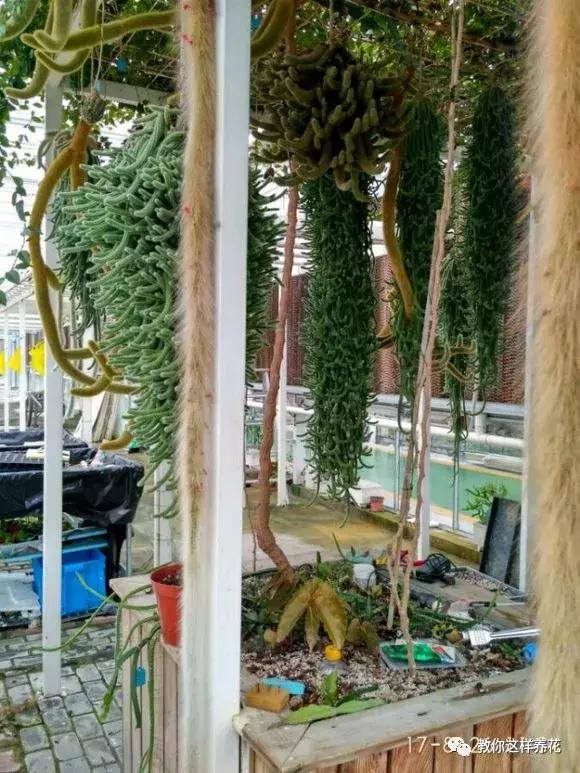 养一棵叶仙,可以嫁接几十种花,嫁接很简单,开花特仙气!