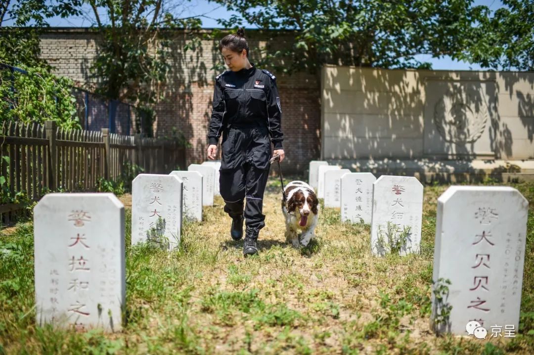 史宾格,拉布拉多……北京市公安局警犬基地西北角安葬着25位无言英雄