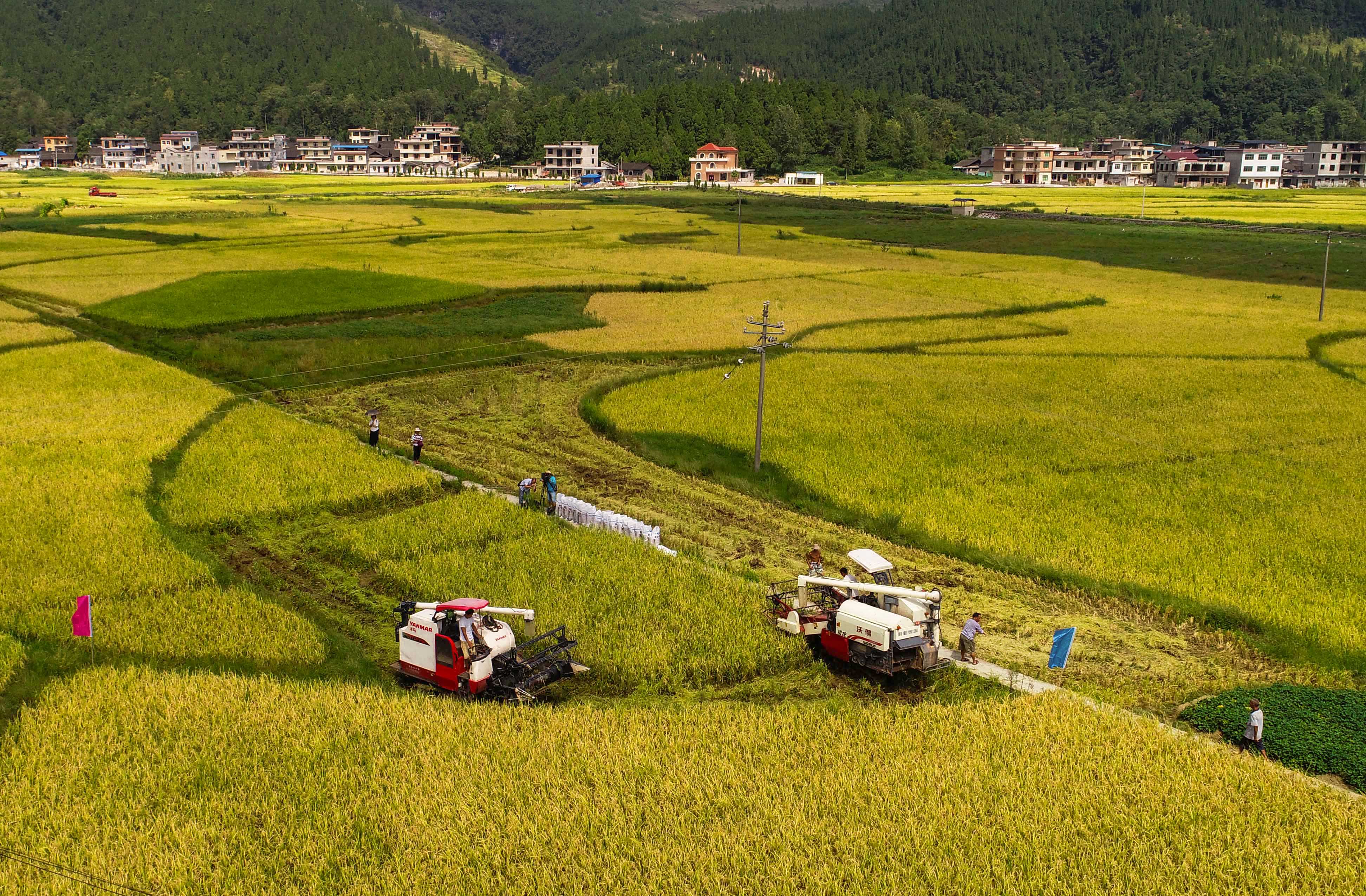 贵州松桃:金秋时节收谷忙(1)