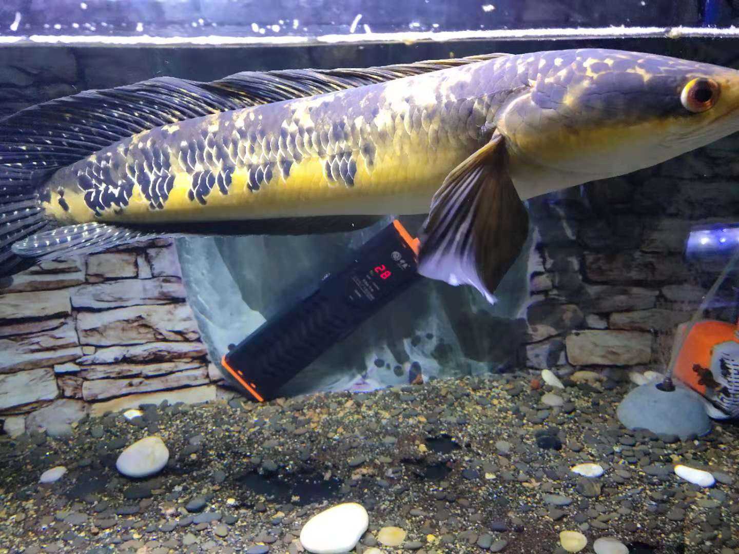 印尼婆罗洲加里曼丹河黑魔神,细纹,梅花点散开,无规律分布!