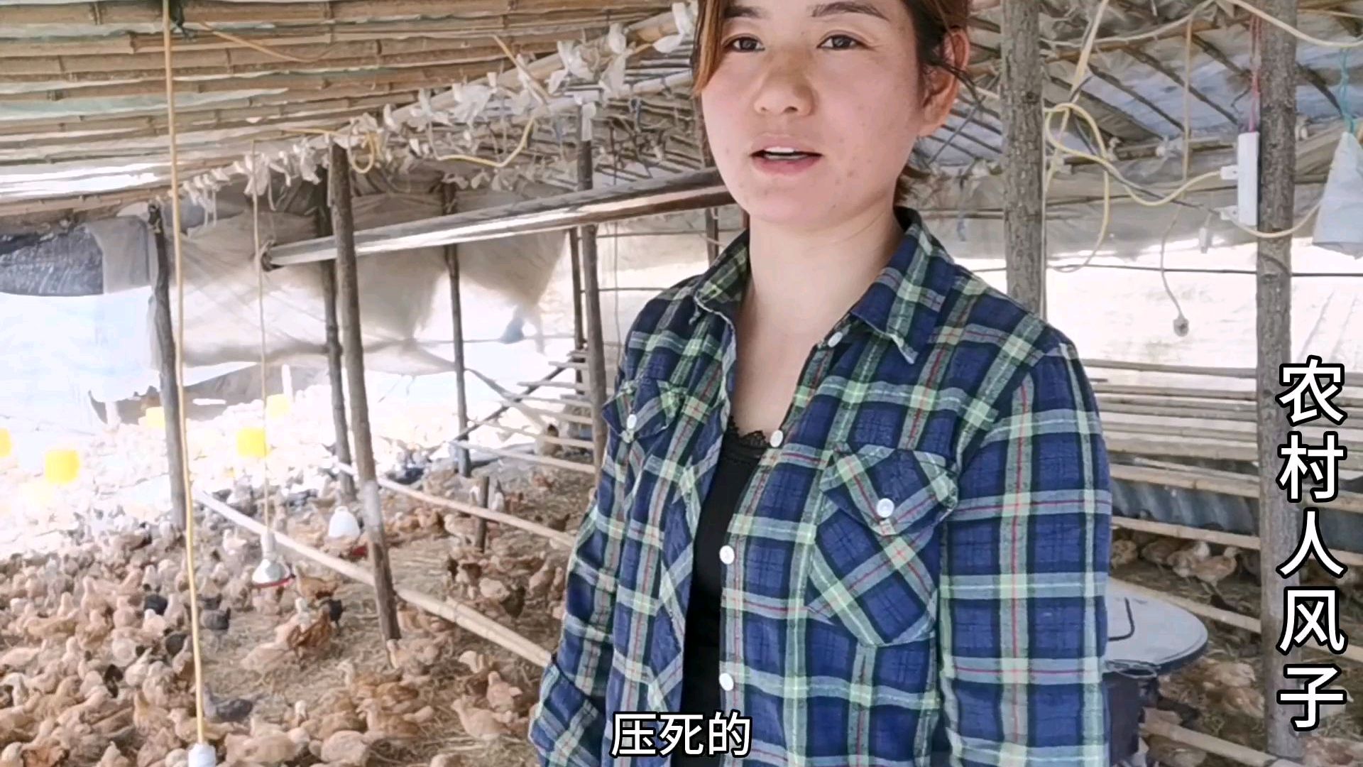 农村风子家进2000只鸡苗,第1天晚上就死50只,到底哪里没做好?