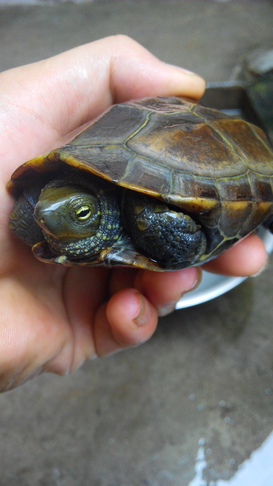 金钱龟应该吃什么食物,金钱龟是怎么样的