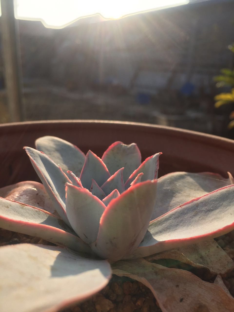 夕阳下的多肉植物,冬天的多肉状态不错