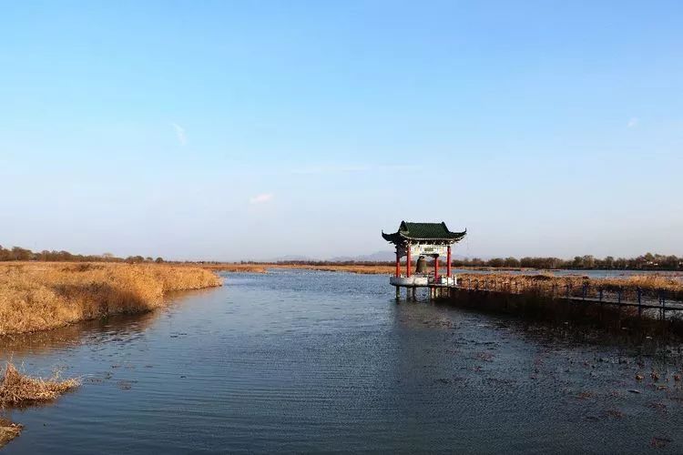 鳥類天堂章丘白雲湖,成千上萬只白鸛和野鴨來過冬!