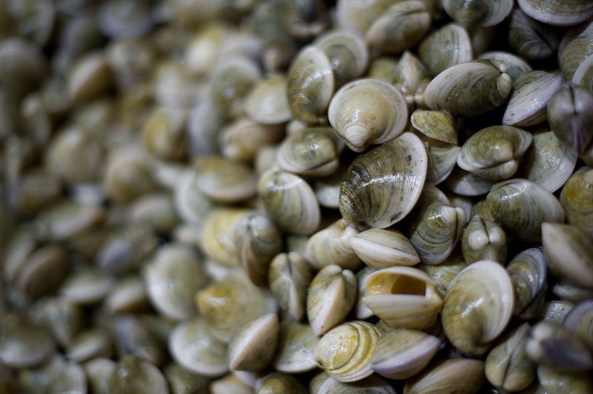 天津的海鲜非常新鲜美味,尤其是来自渤海湾的海鲜更加可口.