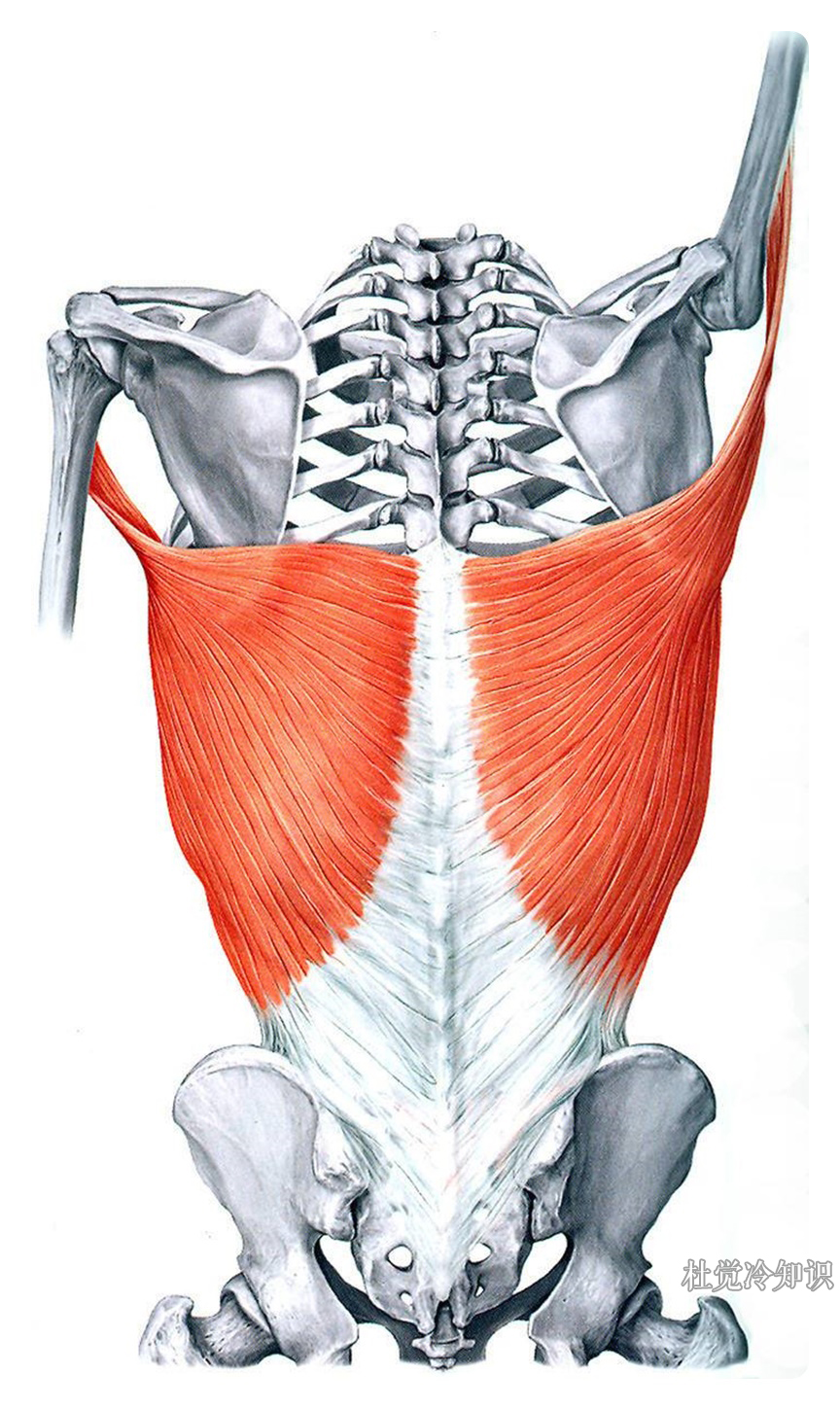 5,人体的肌肉对于人类的正常运转至关重要,而所有肌肉中最大的一块在