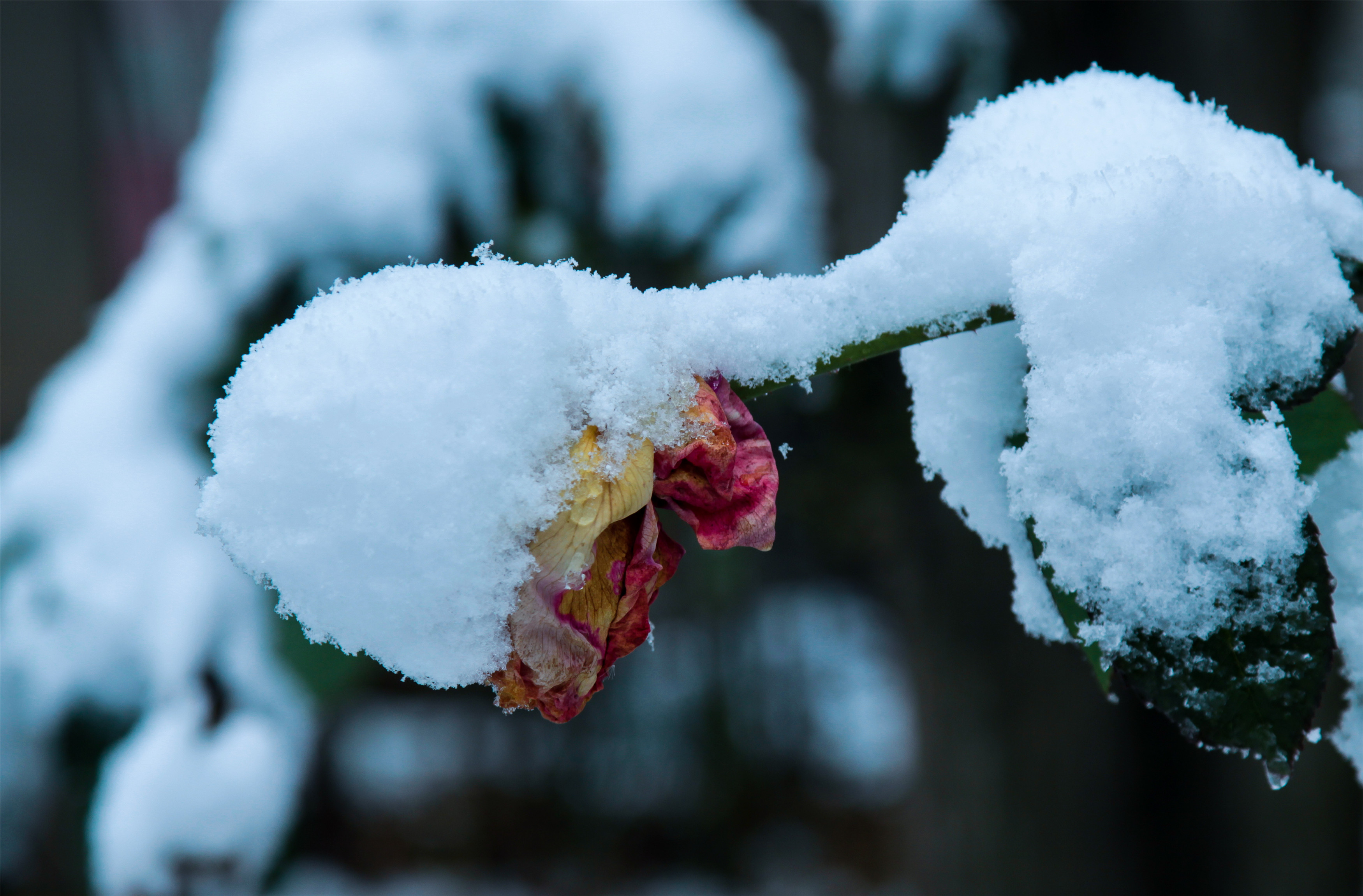 再看雪落枝头花.