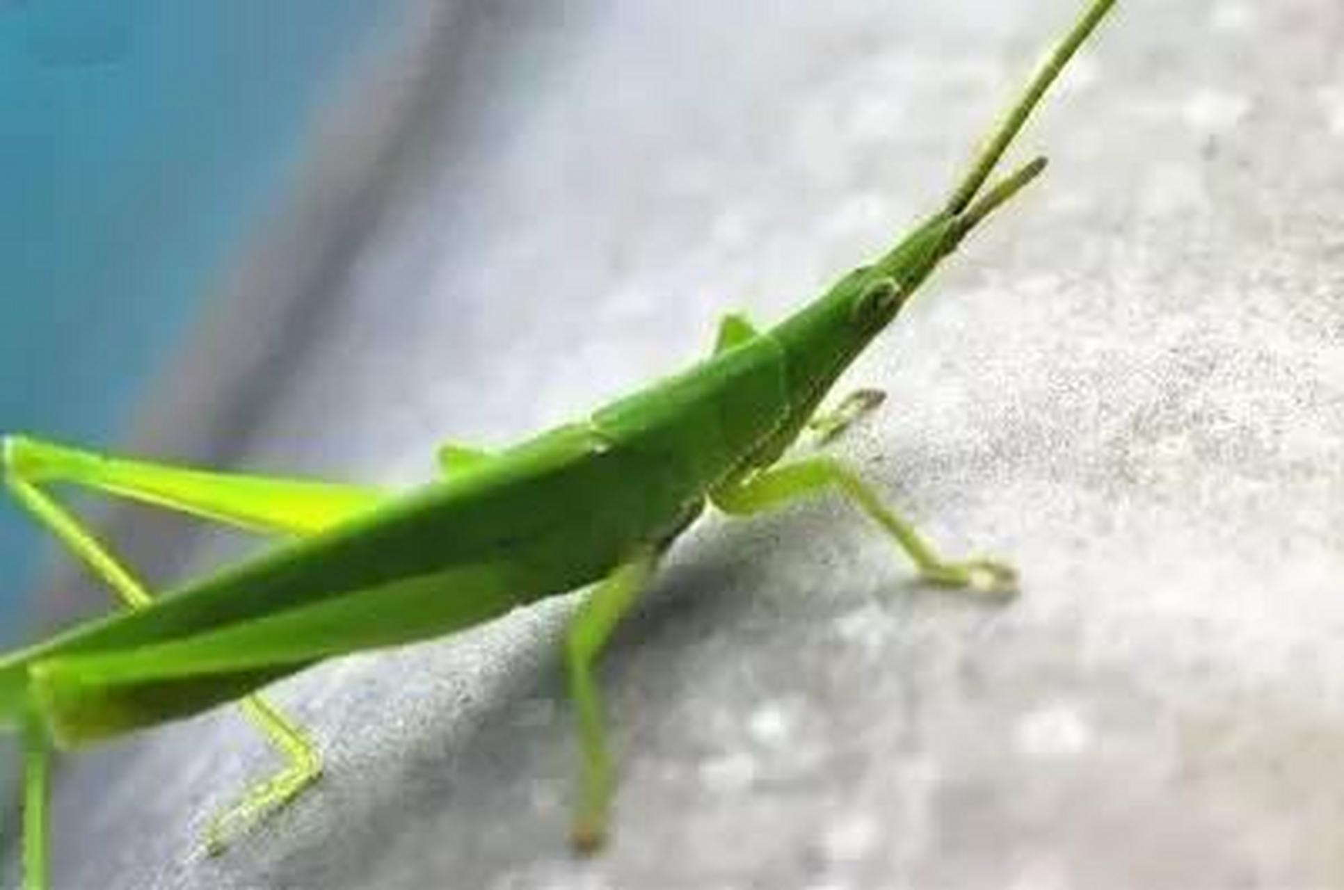 科普知识竞赛#尖头蚱蜢,为蝗科动物稻叶大剑角蝗a和中华蚱蜢的全虫.