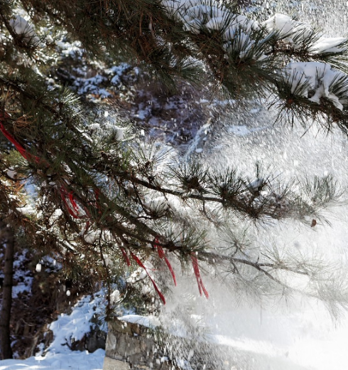 雪霁,泰山无人山林看静寂雪景!