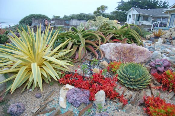 墨西哥高原,国外野生多肉植物的天堂