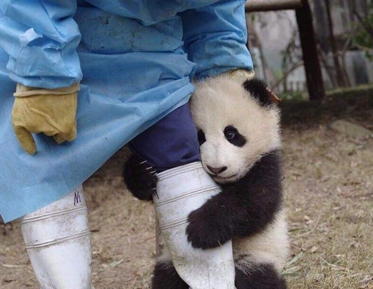 抱富婆大腿图片熊猫头图片