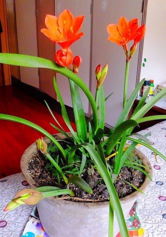 盆栽种植紫根兰的养护技巧,紫根兰做好这几点,花繁叶茂观赏性强