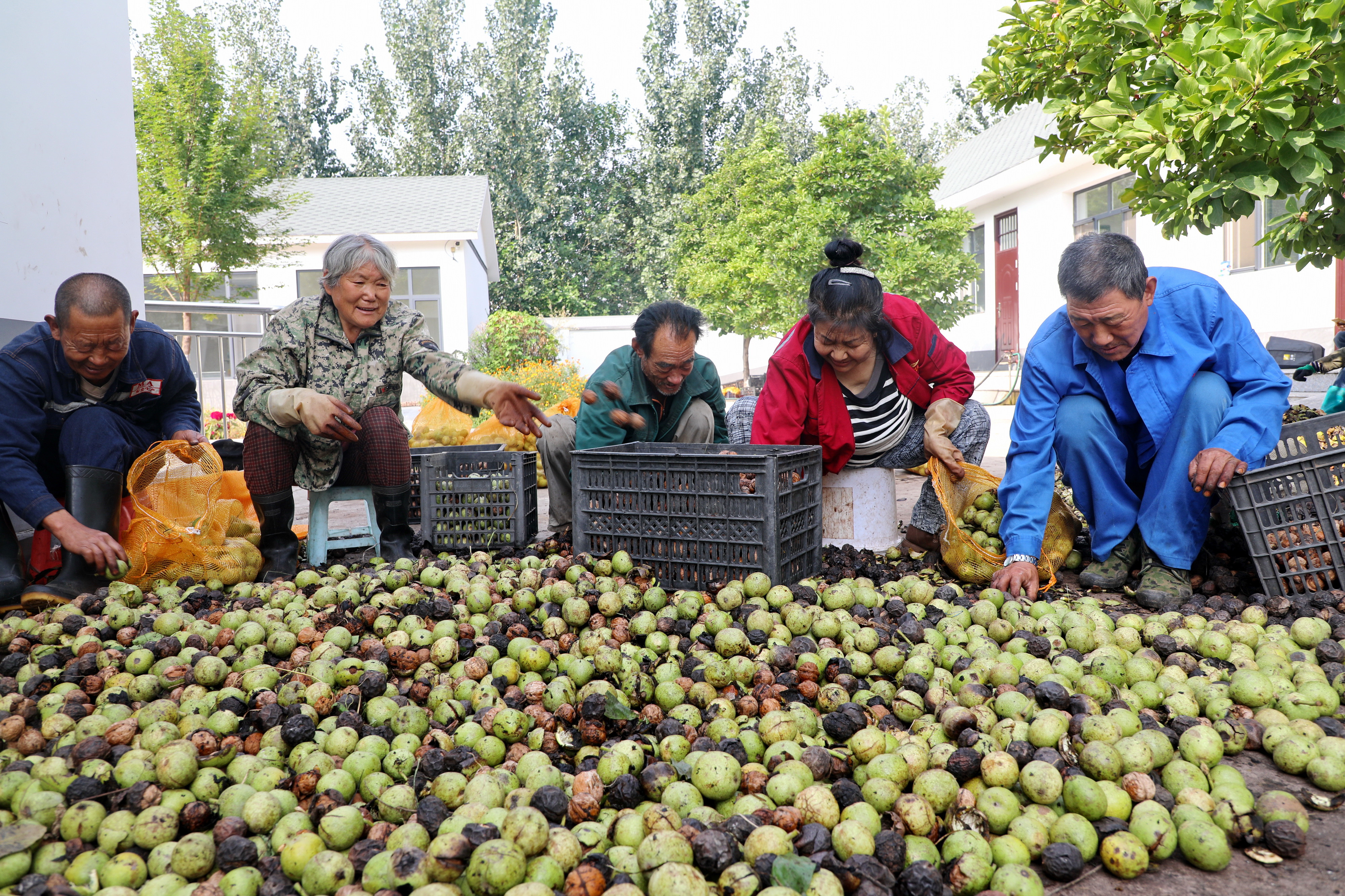 核桃丰收乐农家