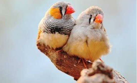 鸟的王国:叫声细柔的金山珍珠鸟,大家喜欢吗?