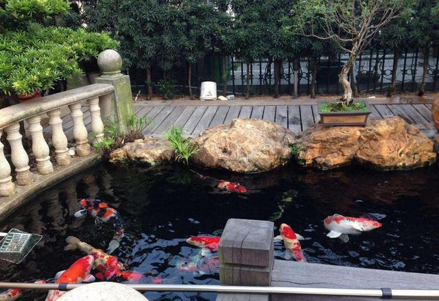 中式庭院为什么喜欢设计鱼池?原来这么多好处,有院子一定要试试