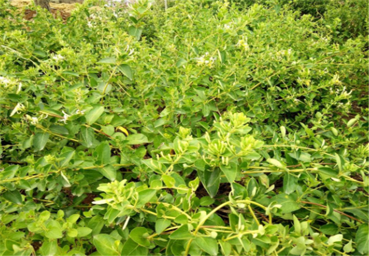 种植金银花最大的风险是什么(种植金银花最大的风险是什么意思)