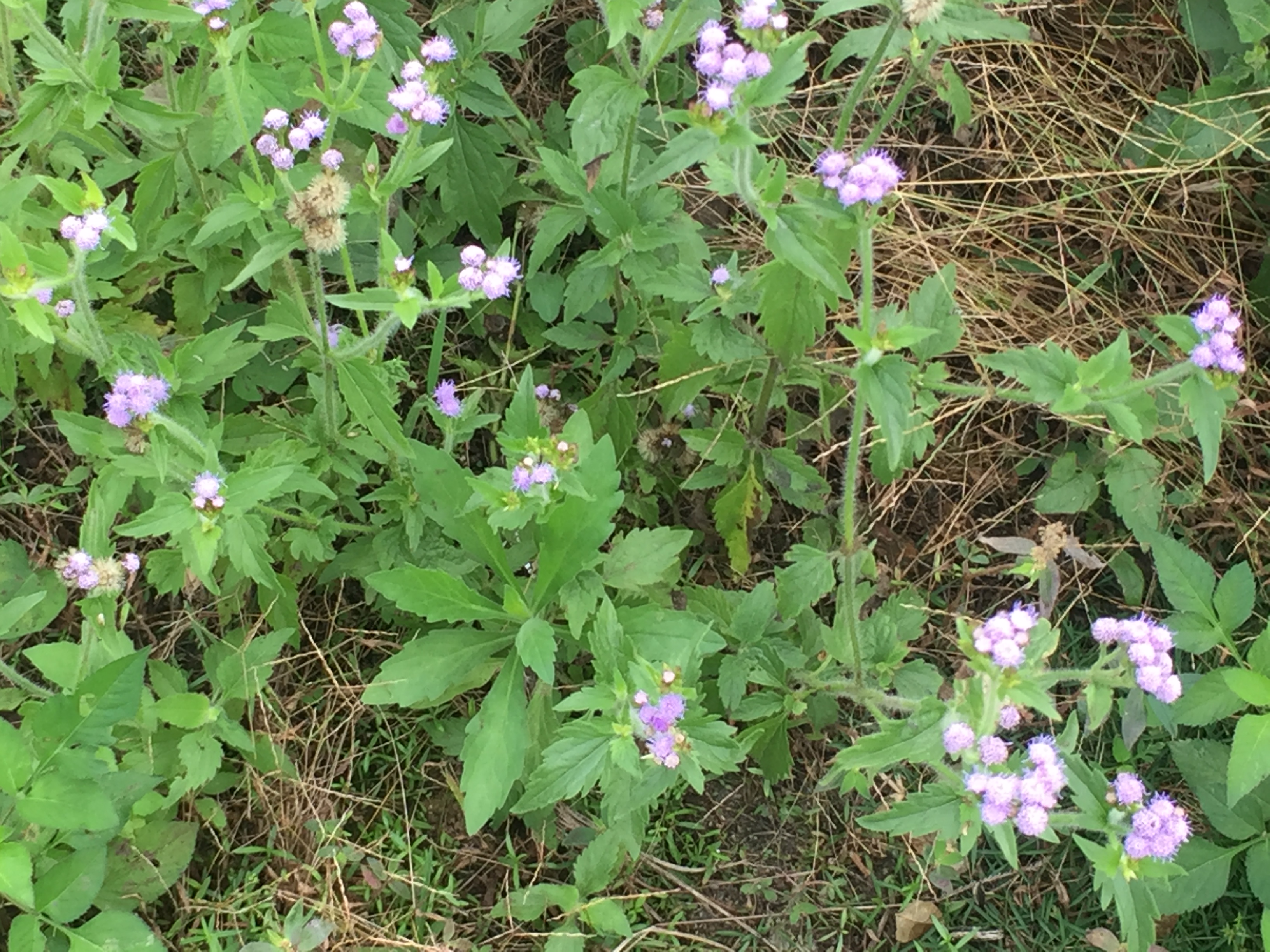 广西人叫"臭炉草",曾是农田一大杂草,现价值很珍贵,一斤6元