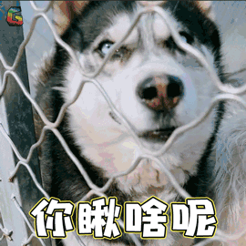 二哈搞笑表情大集合,确认过表情,血统都很纯正