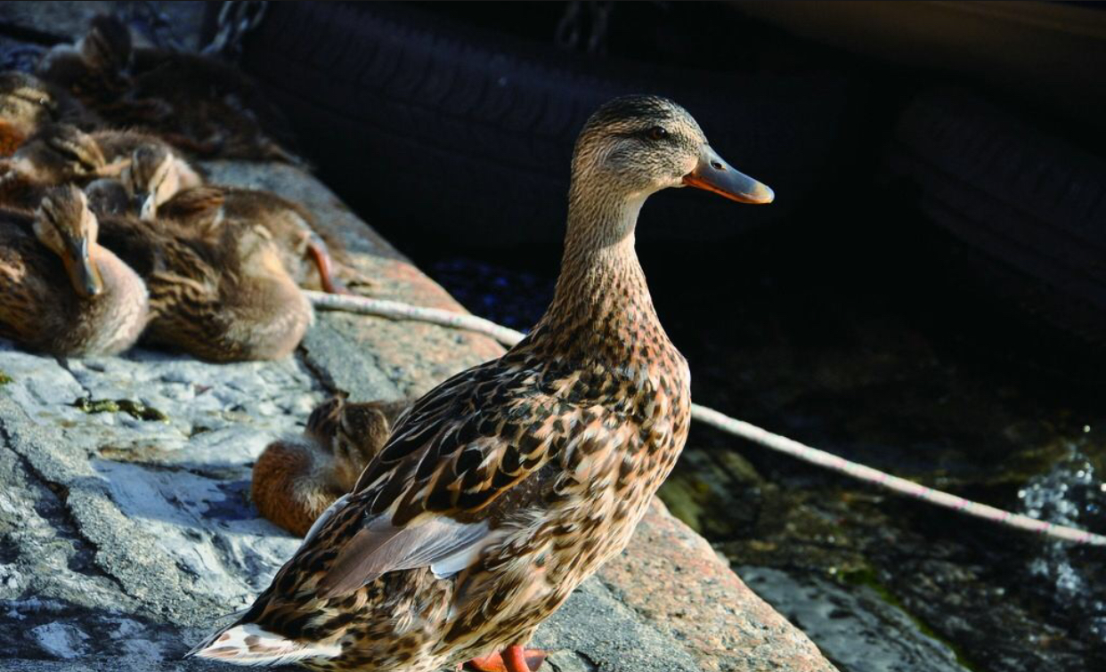 枫树叶不为人知的秘密,农村土方法可治鸭子的软脚病,仅一招搞定