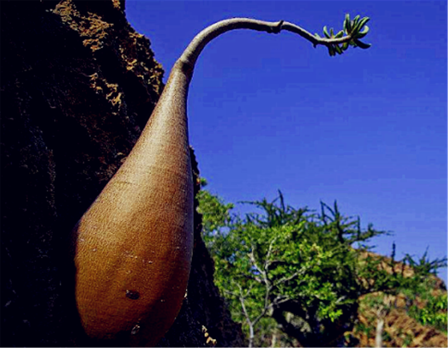 全球最能储水的树,能储存2吨水,被称为"沙漠水塔",看傻眼!