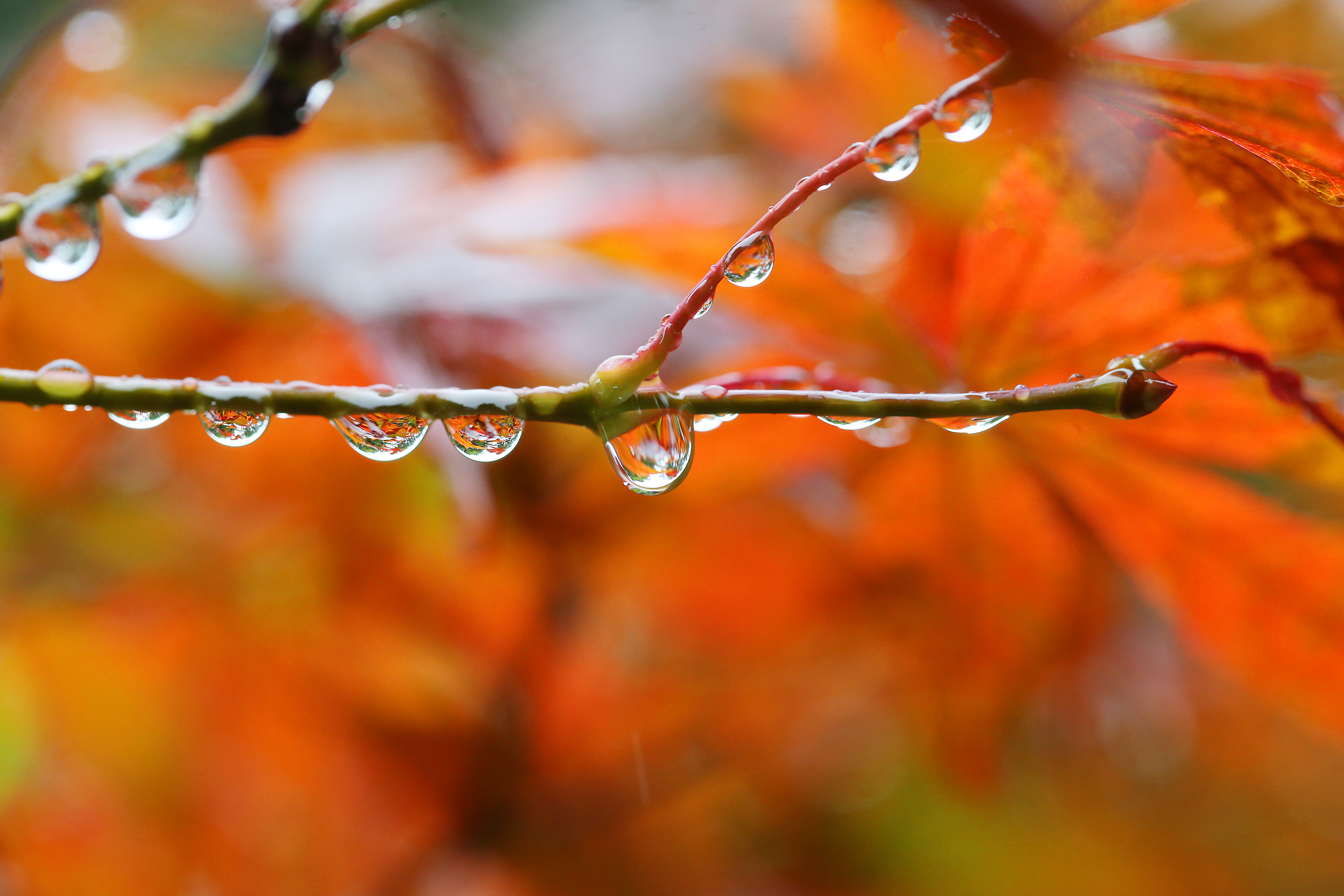 微觀細雨紅葉 色彩斑斕旖旎