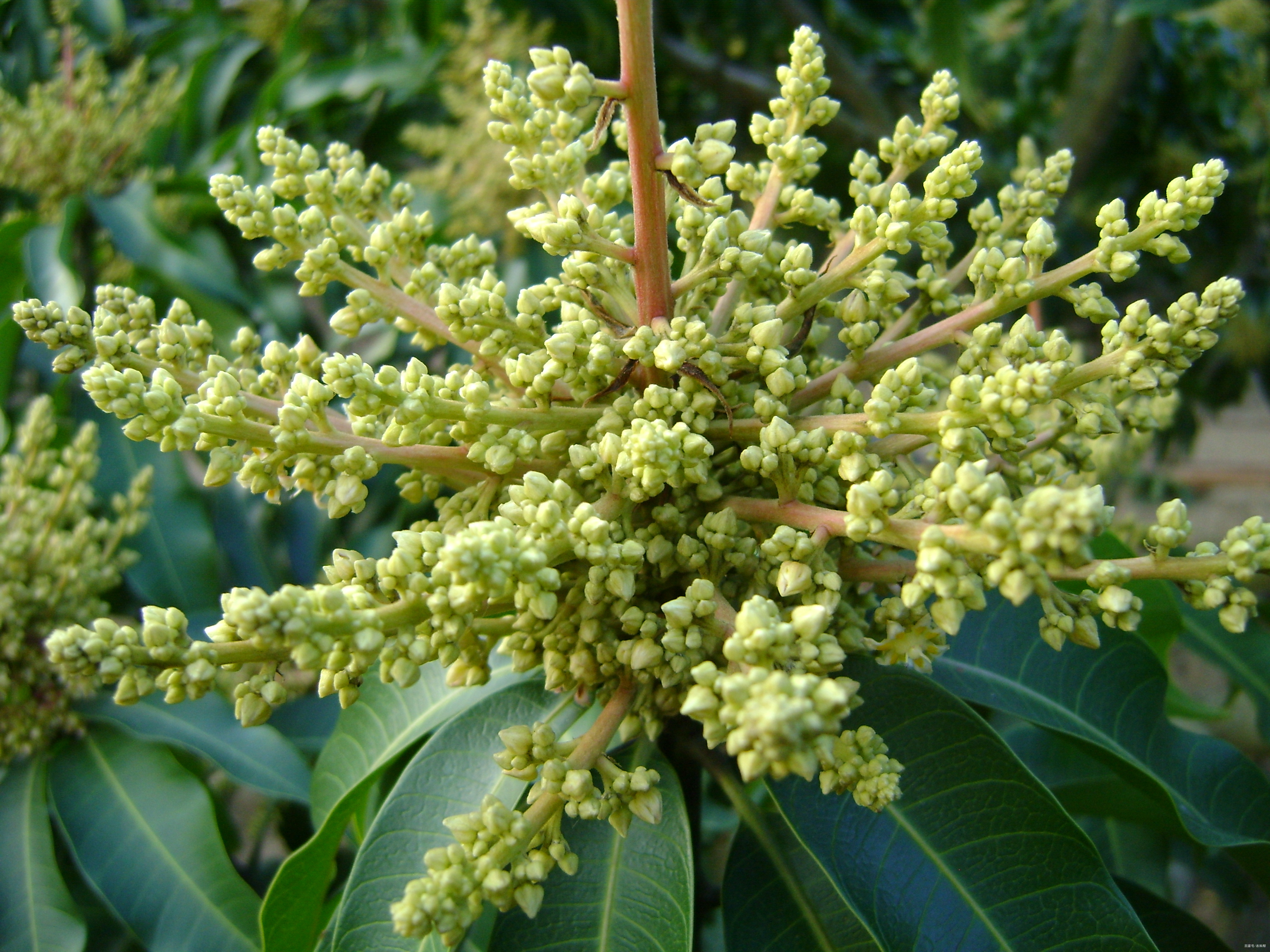 芒果樹開花 轉載自百家號作者:農科幫