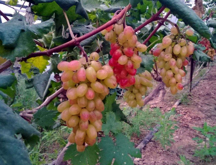 种植提子小知识,这样做才能长出美味的提子,城里一斤卖好几十块