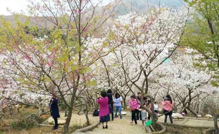 无需远赴武汉,广东韶关新丰樱花峪,超20品种十万株樱花海在等你