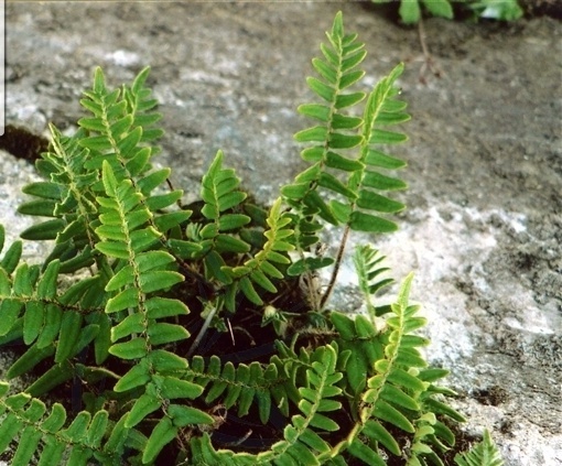 滇西金毛裸蕨知识科普,这些你可能不知道!