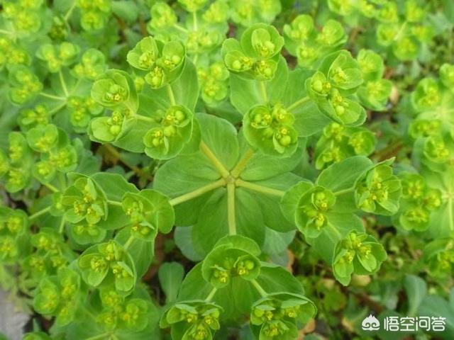 农村叫"瞎眼花"野草,碰到眼睛会失明,卖30一斤,有人靠它发财