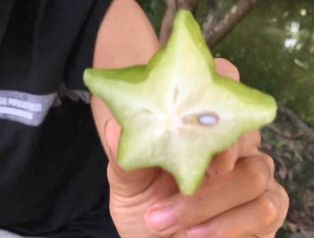 南方农村不值钱的"星星果",熟透也少人吃,城里却卖十几元一斤