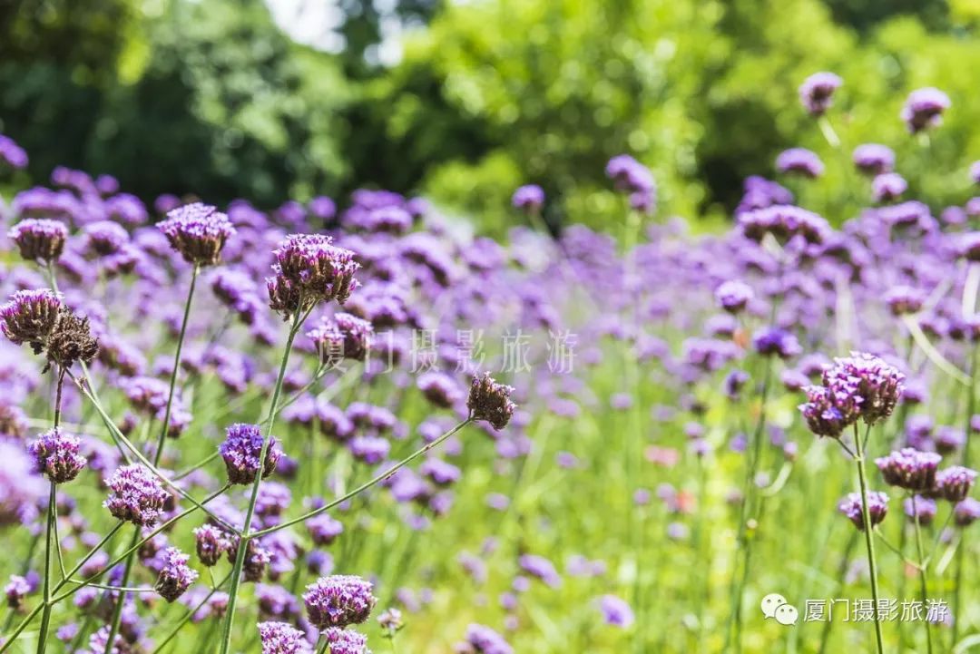 小暑時節,廈門忠侖公園開滿紫色小花