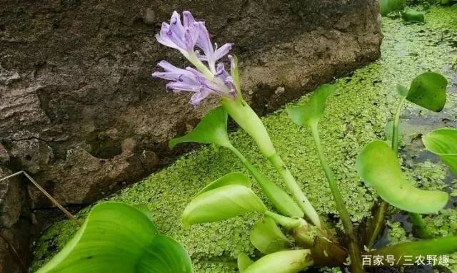 河中破坏之王"水葫芦",农民以前用来喂猪,殊不知它还能解毒