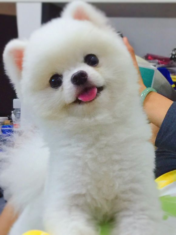 小博美图图2岁了,出去玩不要把我留在家