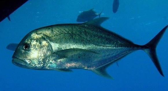 钓友西太平洋遭遇巨型gt,这种凶猛的鱼类为何让海钓人梦寐以求?