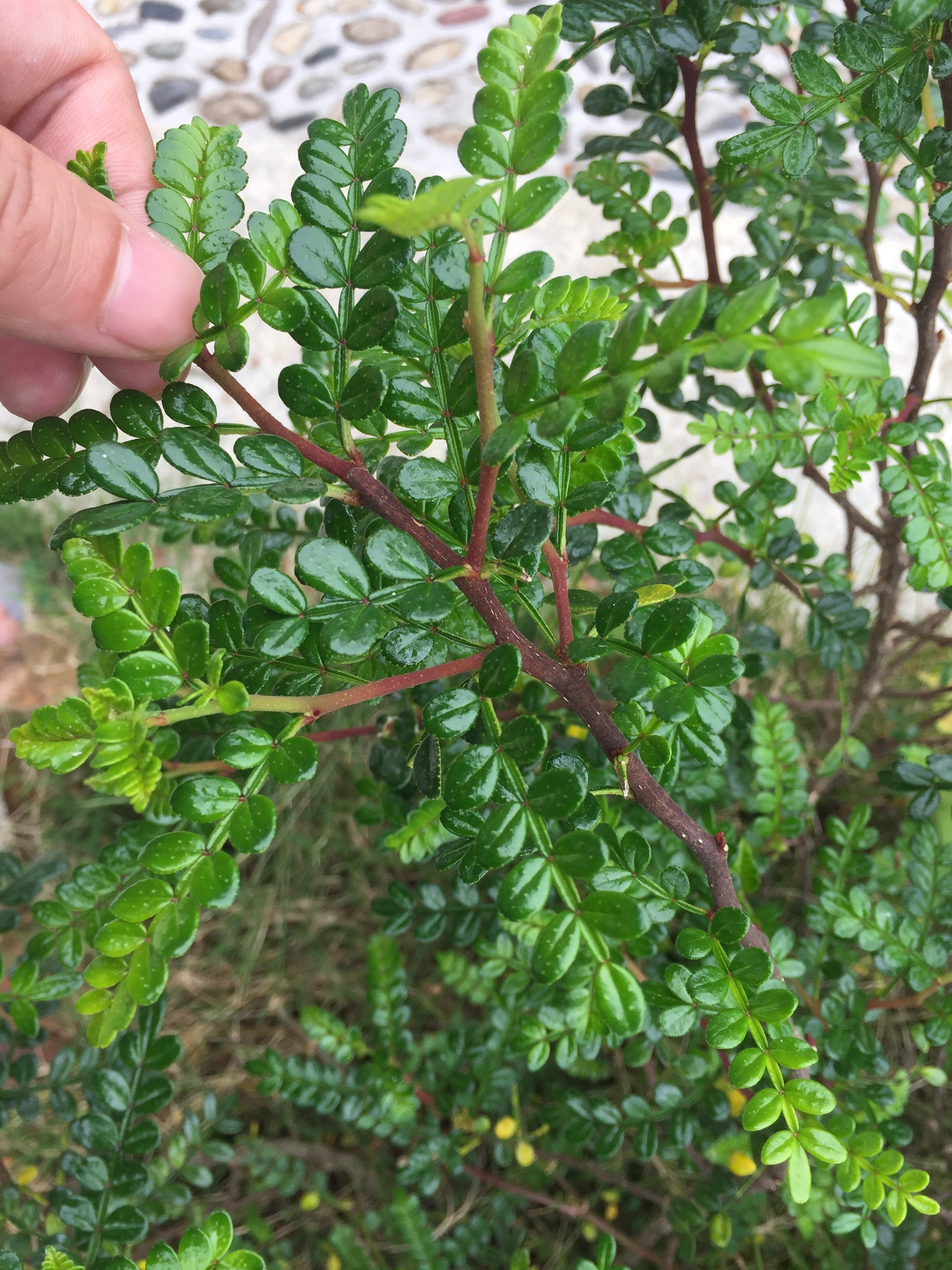 胡椒木有很多特点,生长慢,耐热,耐寒,耐旱,耐风,耐剪,易移植,属于价值