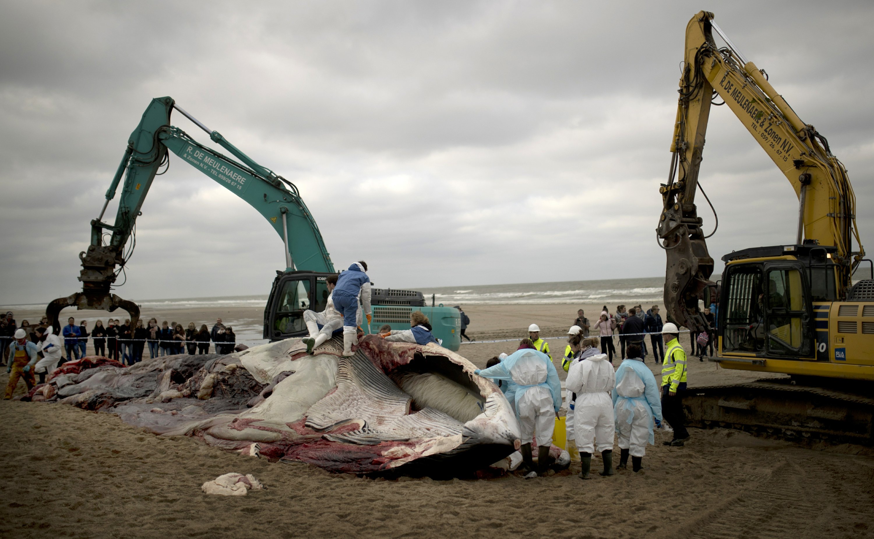 此次搁浅死亡的鲸鱼将被切成碎片,在它进一步腐烂之前被肢解干净.