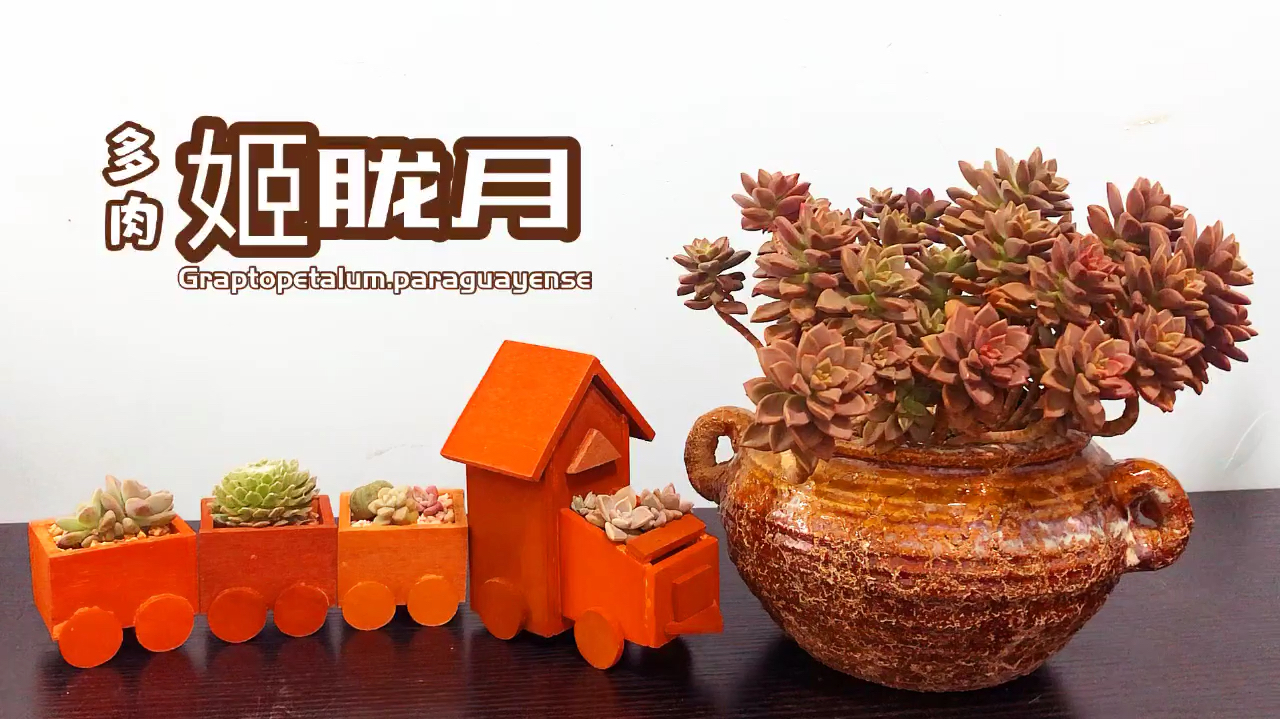 多肉姬胧月 超级好养护易出状态,非常适合新手种植!