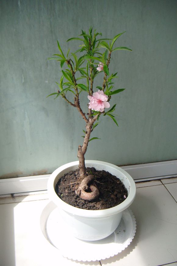 桃树盆景的特点有哪些?适宜制作桃树盆景的品种有哪些?