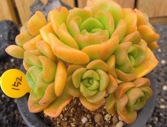 如何养出颜值爆盆芳香怡人的百合莉莉,关键要做好这几点