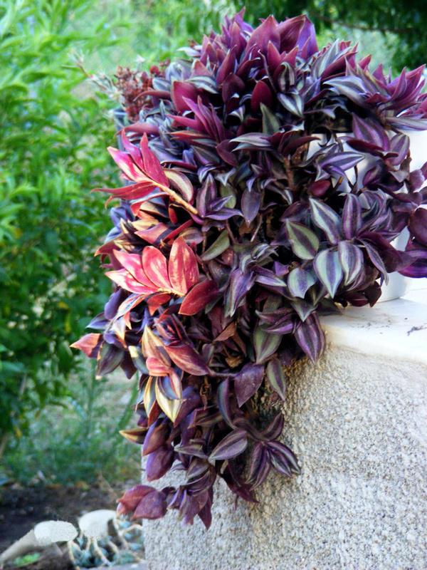 这花可真浪漫,叶片紫莹莹,枝条窜枝快,比吊兰还好养