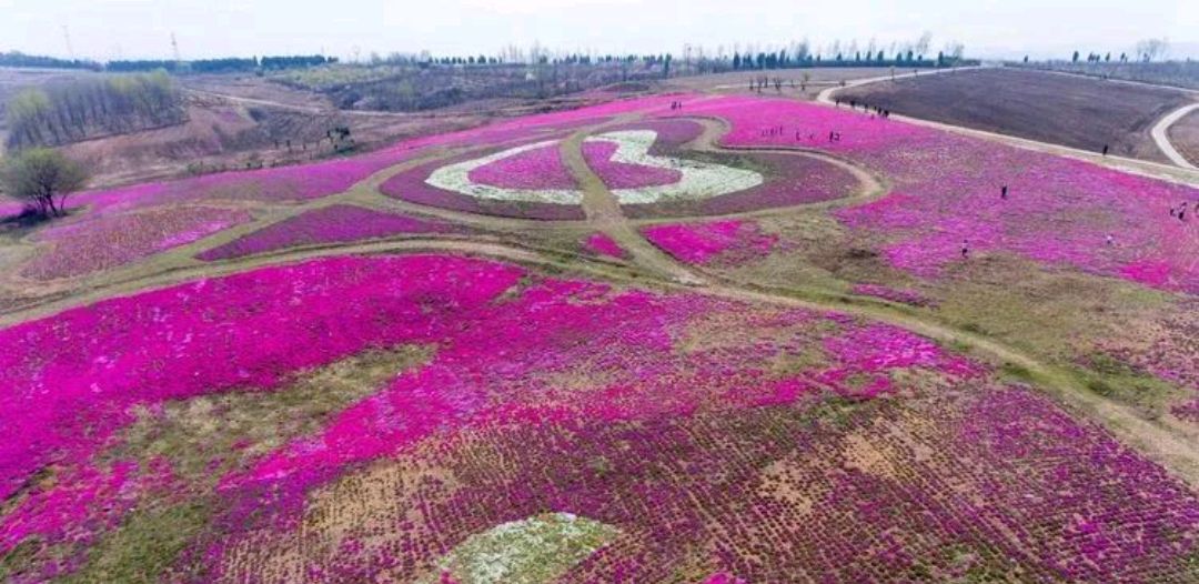 汝州硕平花海地址图片