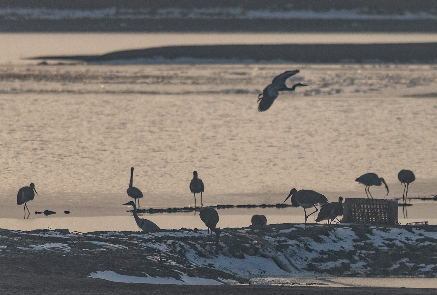 处,也见于沼泽,稻田,山地,森林和平原荒漠上的水边浅水处和沼泽地上