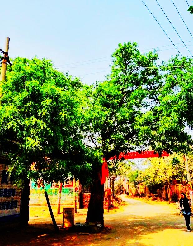 问我老家在何处 河北宁晋大槐树