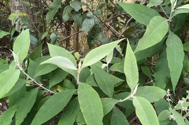 视力模糊眼睛昏花怎么办?用农村这味草药泡茶喝,简单还效果明显
