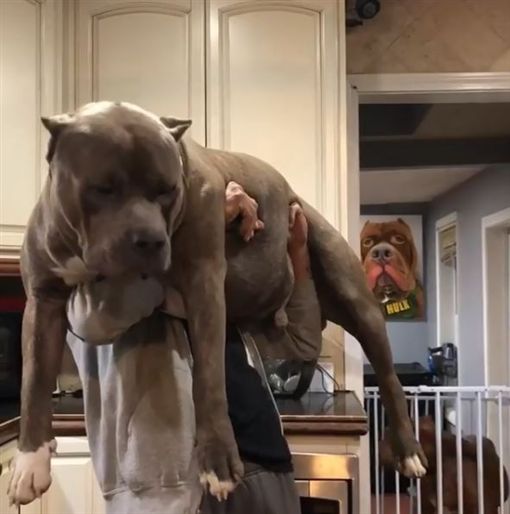 浩克其实很安静 不过小编还是要提醒有意将比特犬作为家庭宠物饲养的