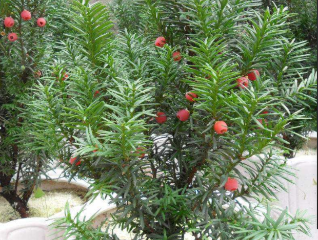 被称为长寿树的红豆杉,你了解多少?盘点几种常见的红豆杉