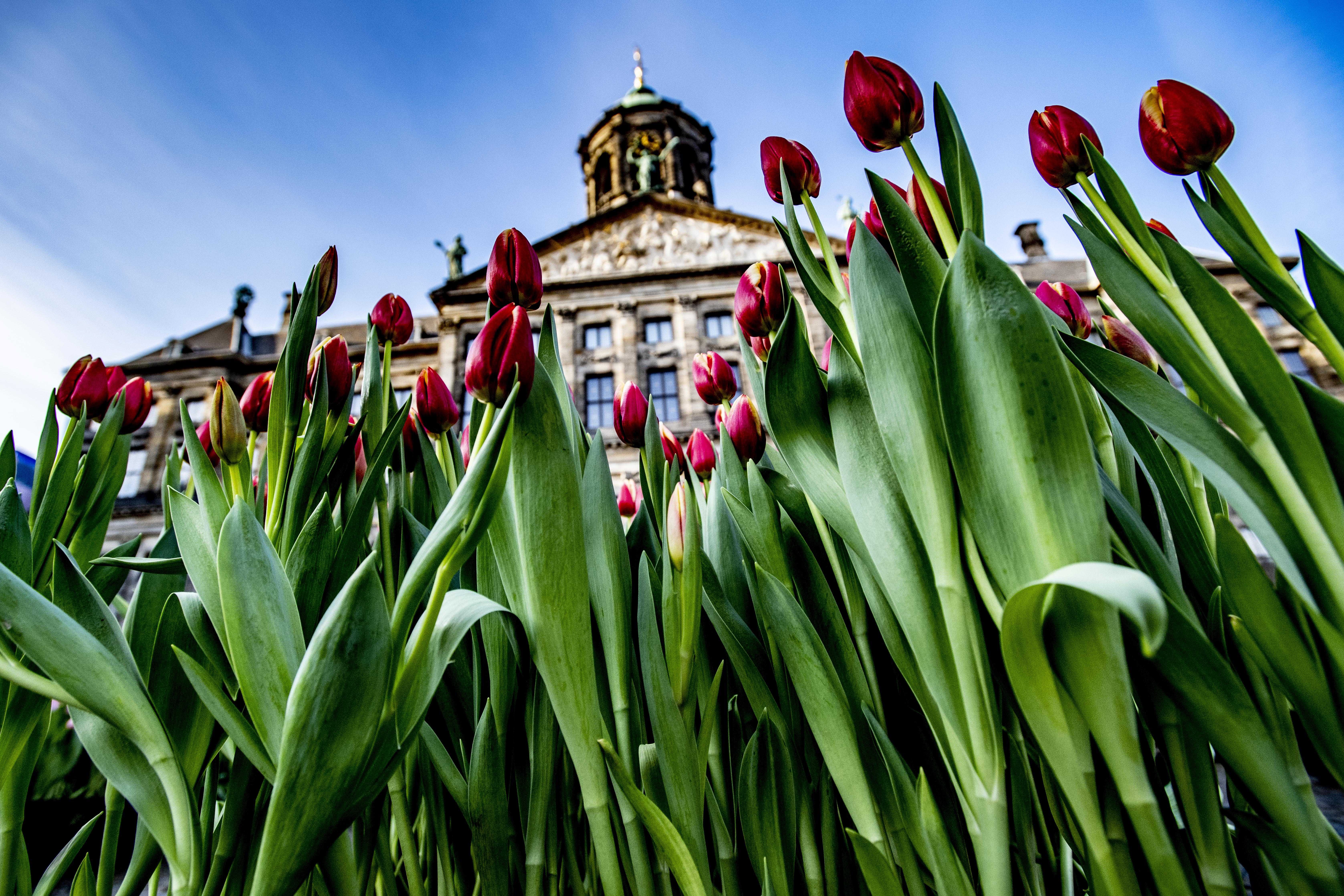 荷兰庆祝郁金香日