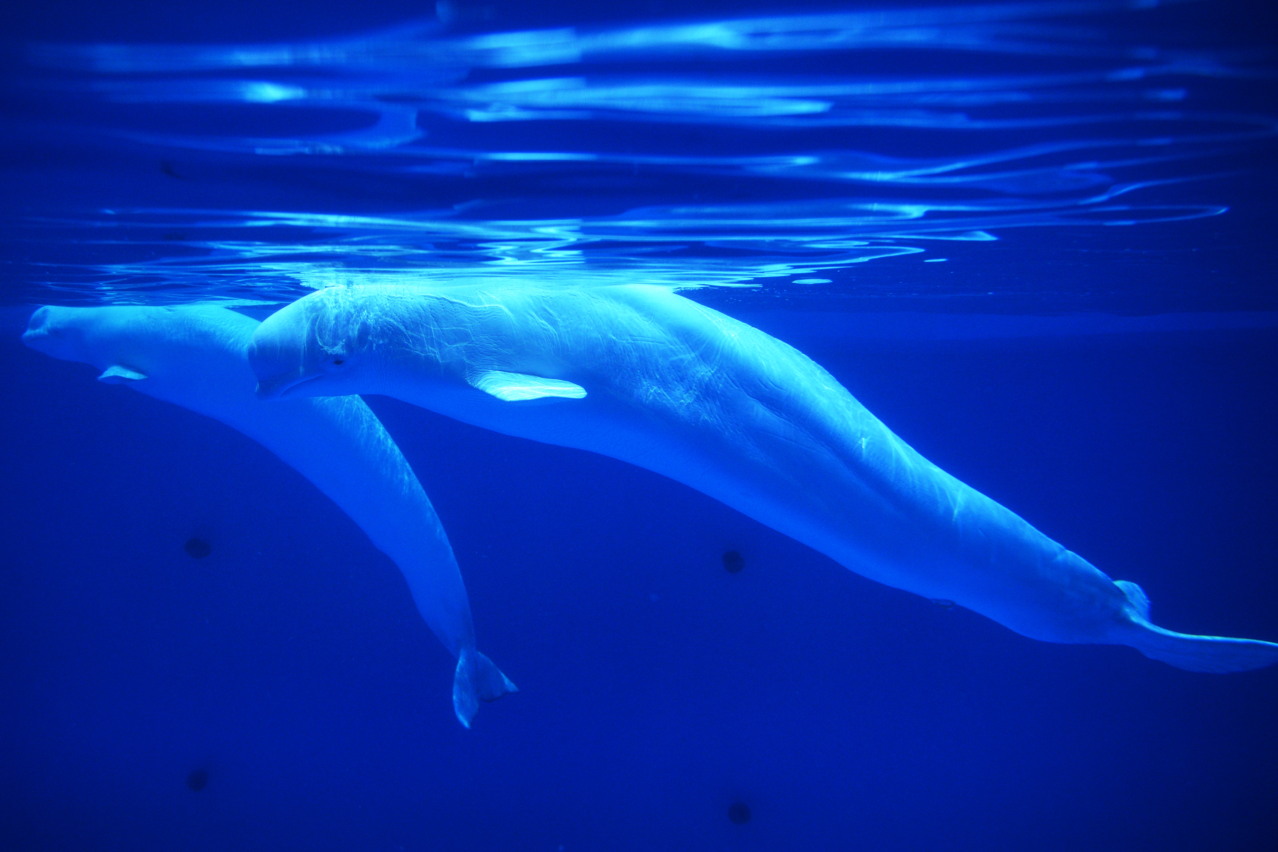 走进叶卡捷琳堡海洋水族馆